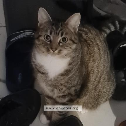 Foto 1/1 Calion Chat perdido en Illifaut