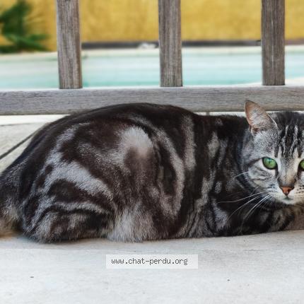 Foto 1/1 Gato encontrado Perdido en La ciotat