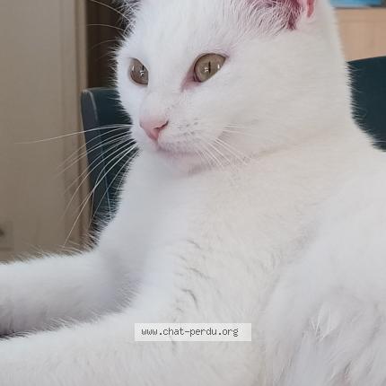 Foto 1/1 Minette Chat perdido en Bouguenais