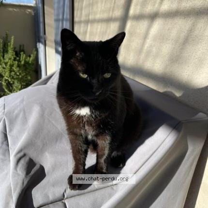 Foto 1/1 MINOU Chat perdido en Saint remy de provence