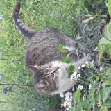 Foto del gato perdido en Moulay