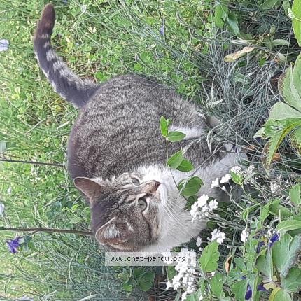 Foto 1/1 Gato encontrado Perdido en Moulay