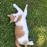 Foto del gato perdido en Bassy