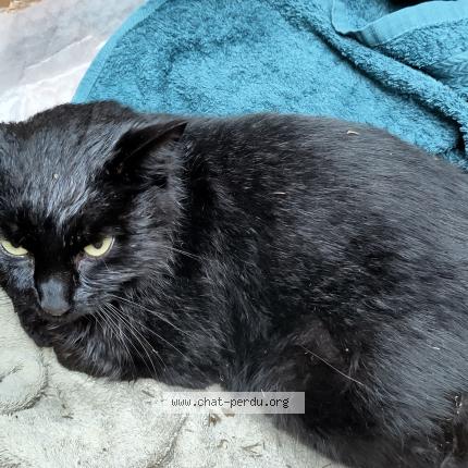 Foto 1/1 Gato encontrado Encontrado en Clisson