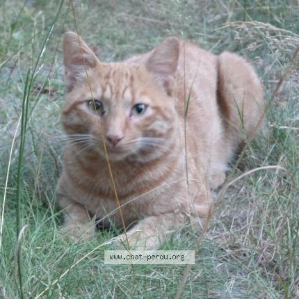 Foto 1/1 Gato encontrado Encontrado en Thenon