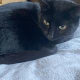 Foto del gato perdido en Orbey