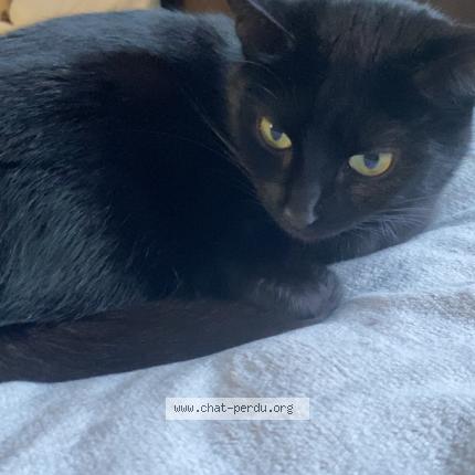 Foto 1/1 Tempête Chat perdido en Orbey