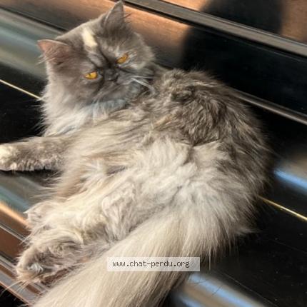 Foto 1/1 Seablue Chat perdido en Saint pierre du mont