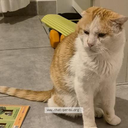 Foto 1/1 Portos Chat perdido en La garde