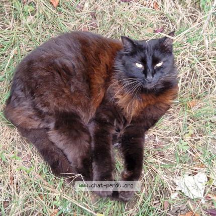 Foto 1/1 Franklin Chat perdido en Andilly