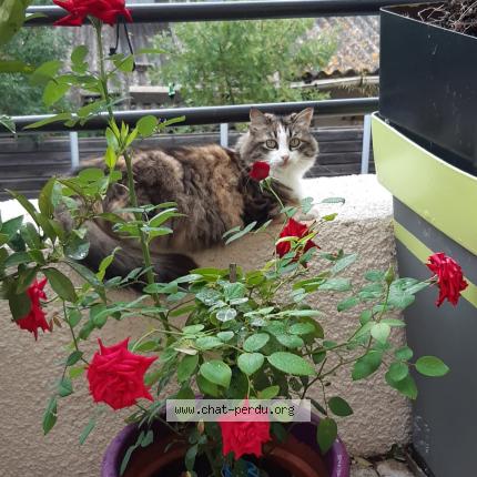 Foto 1/1 Duchesse Chat perdido en Saint bres