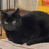 Foto del gato perdido en Geneve