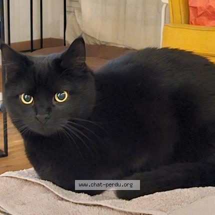 Foto 1/1 Dulce Chat perdido en Geneve