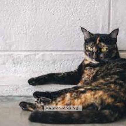 Foto 1/1 Gato encontrado Encontrado en Saint etienne des oullieres