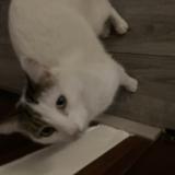 Foto del gato perdido en Boulllargues