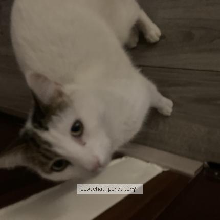 Foto 1/1 Tippex Chat perdido en Boulllargues