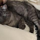 Foto del gato perdido en Vaux Le Penil