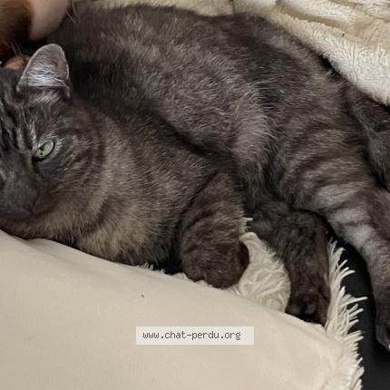 Foto 1/1 Loulou Chat perdido en Vaux le penil