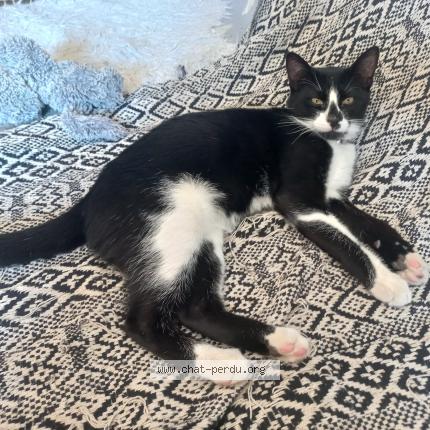 Foto 1/1 Léonard Chat perdido en Lentilleres