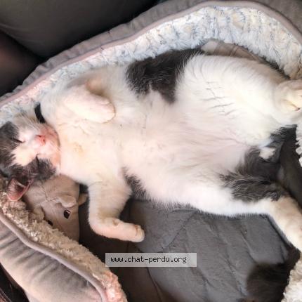 Foto 1/1 Gato encontrado Perdido en Colombes
