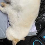 Foto de gato encontrado en Bourget Du Lac