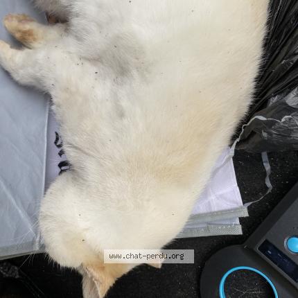 Foto 1/1 Gato encontrado Encontrado en Bourget du lac