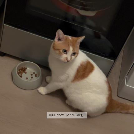 Foto 1/1 Minette Chat perdido en Sains en gohelle