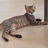 Foto de un gato reunido en Schoelcher