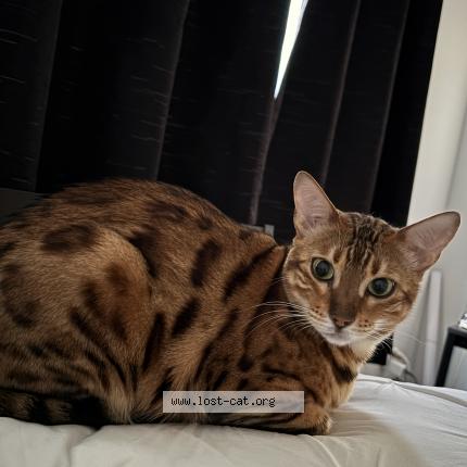 Foto 1/2 Lynx Chat perdido en North york