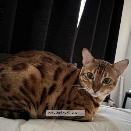 Foto 2/2 Lynx Chat perdido en North york