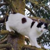 Foto del gato perdido en Mecringe