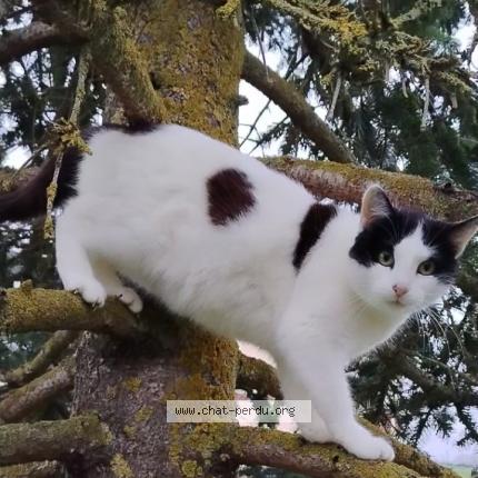 Foto 1/1 Bianca Chat perdido en Mecringe