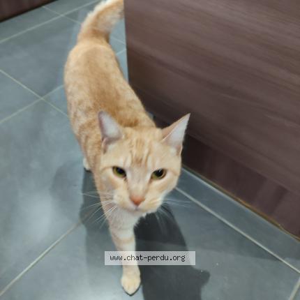 Foto 1/1 Gato encontrado Encontrado en Los masos