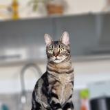 Foto del gato perdido en Saint Andre Les Vergers