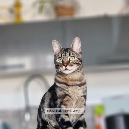 Foto 1/1 Charly Chat perdido en Saint andre les vergers