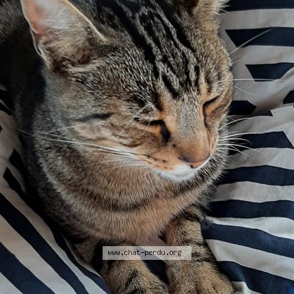 Foto 1/1 Emeraude Chat perdido en Bazoches au houlme