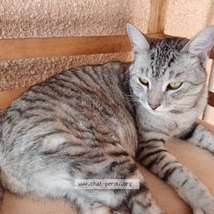 Foto 1/1 OGGY Chat perdido en Mondouzil