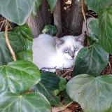 Foto del gato perdido en Montpellier