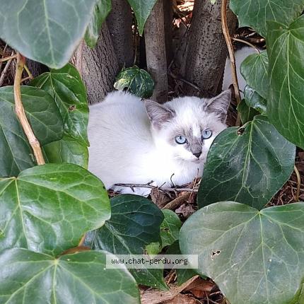 Foto 1/1 Gato encontrado Perdido en Montpellier