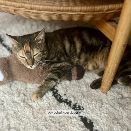 Foto 1/1 Sookie Chat perdido en Romainville