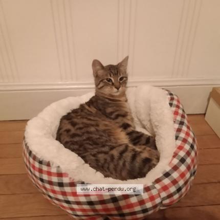 Foto 1/1 Petit Lou Chat perdido en Saint mihiel