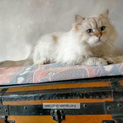 Foto 1/1 Gato encontrado Encontrado en Saint rambert d albon