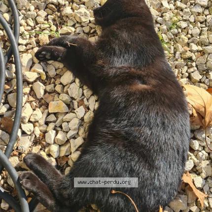 Foto 1/1 Gato encontrado Encontrado en Sauzet