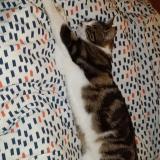 Foto del gato perdido en Laplume