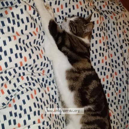 Foto 1/1 Tina Chat perdido en Laplume