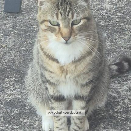 Foto 1/1 Ninou Chat perdido en Argenton