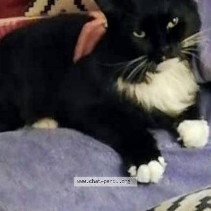 Foto 1/1 Annita Cassol Chat perdido en Gace