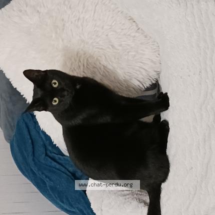 Foto 1/1 Tango Chat perdido en Pluguffan