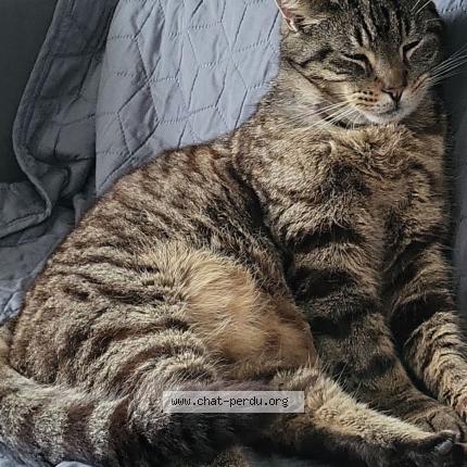 Foto 1/1 Tigrou Chat perdido en Lievin