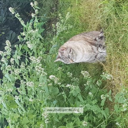 Foto 1/1 Noon Chat perdido en Vertheuil